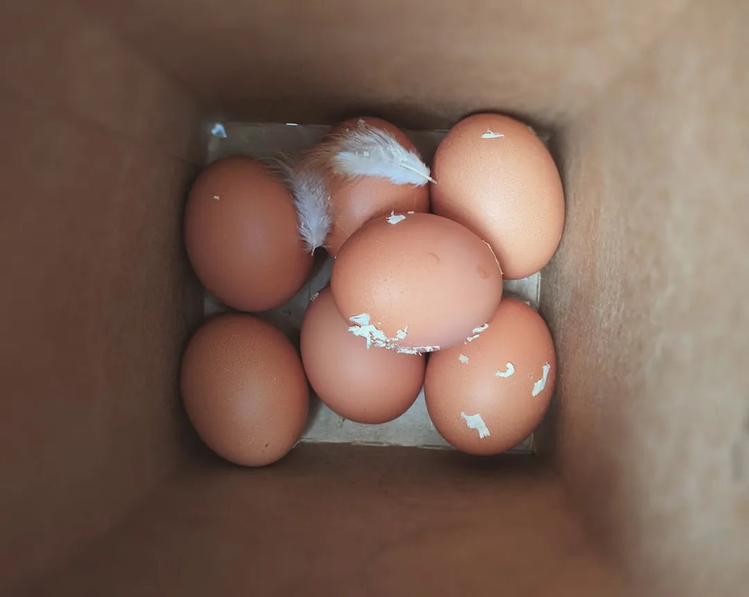盐城本地禽蛋供应:鸡蛋鸭蛋鹅蛋鹌鹑蛋分拣与配送标准说明正文配图 2